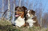 BERGER AUSTRALIEN - ADULT & PUPPY 039